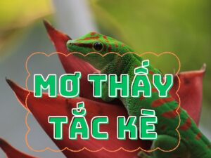 mơ thấy tắc kè