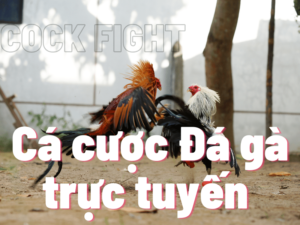 cá cược đá gà trực tuyến