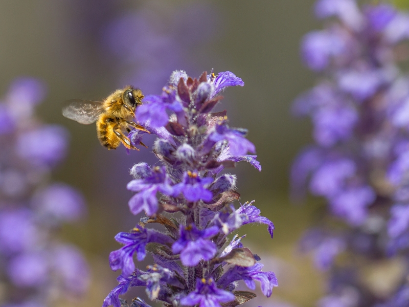 mơ thấy con ong đang hút mật trên hoa