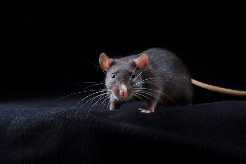 Mơ thấy chuột có lông màu đen