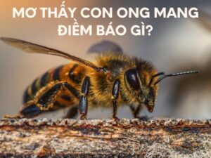 mơ thấy con ong mang điềm báo gì?