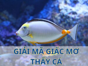 giải mã giấc mơ thấy cá