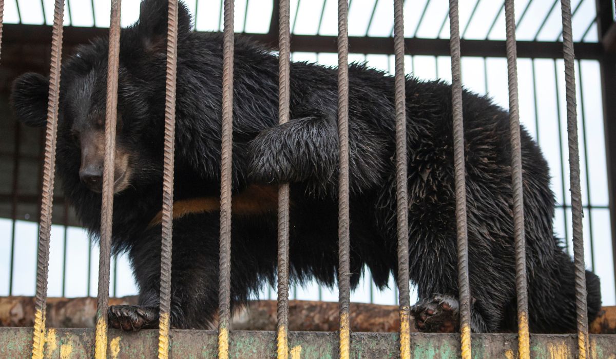 mơ thấy gấu bị nhốt trong chuồng