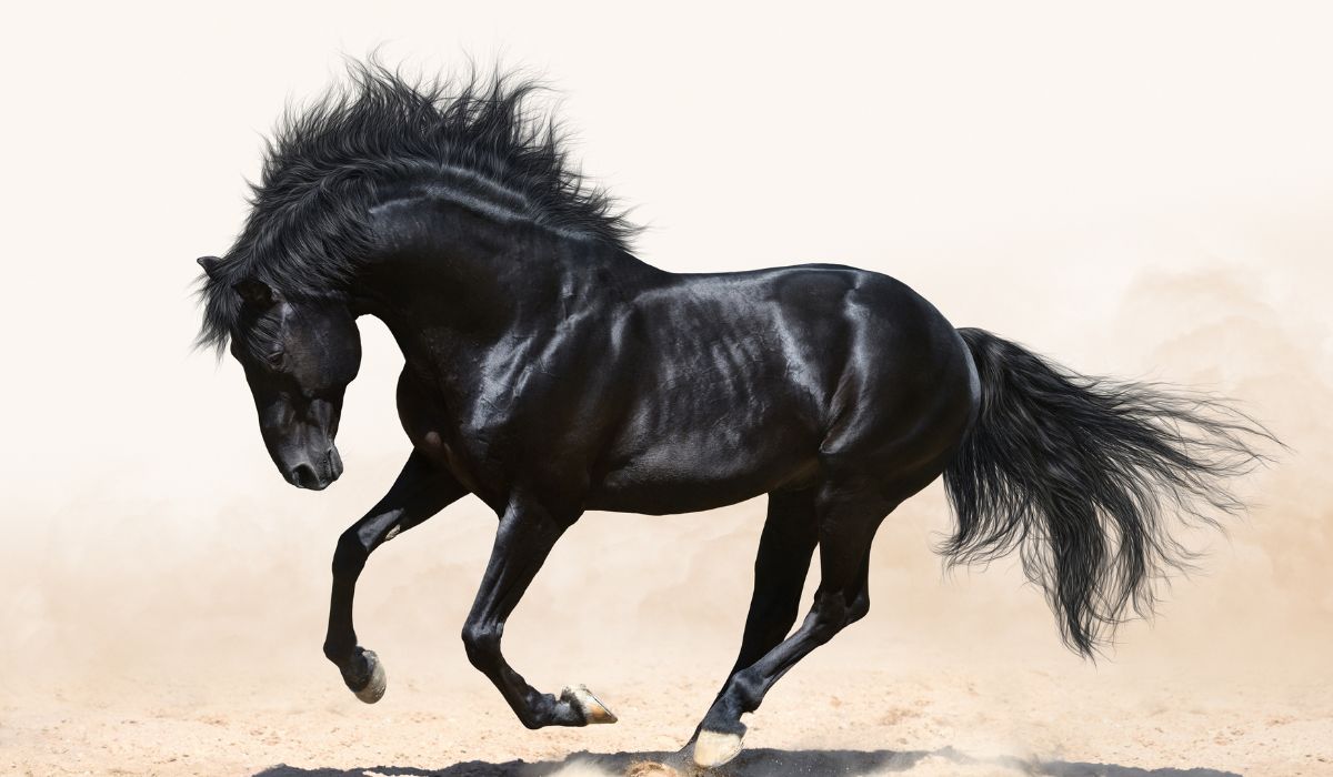 mơ thấy ngựa đen