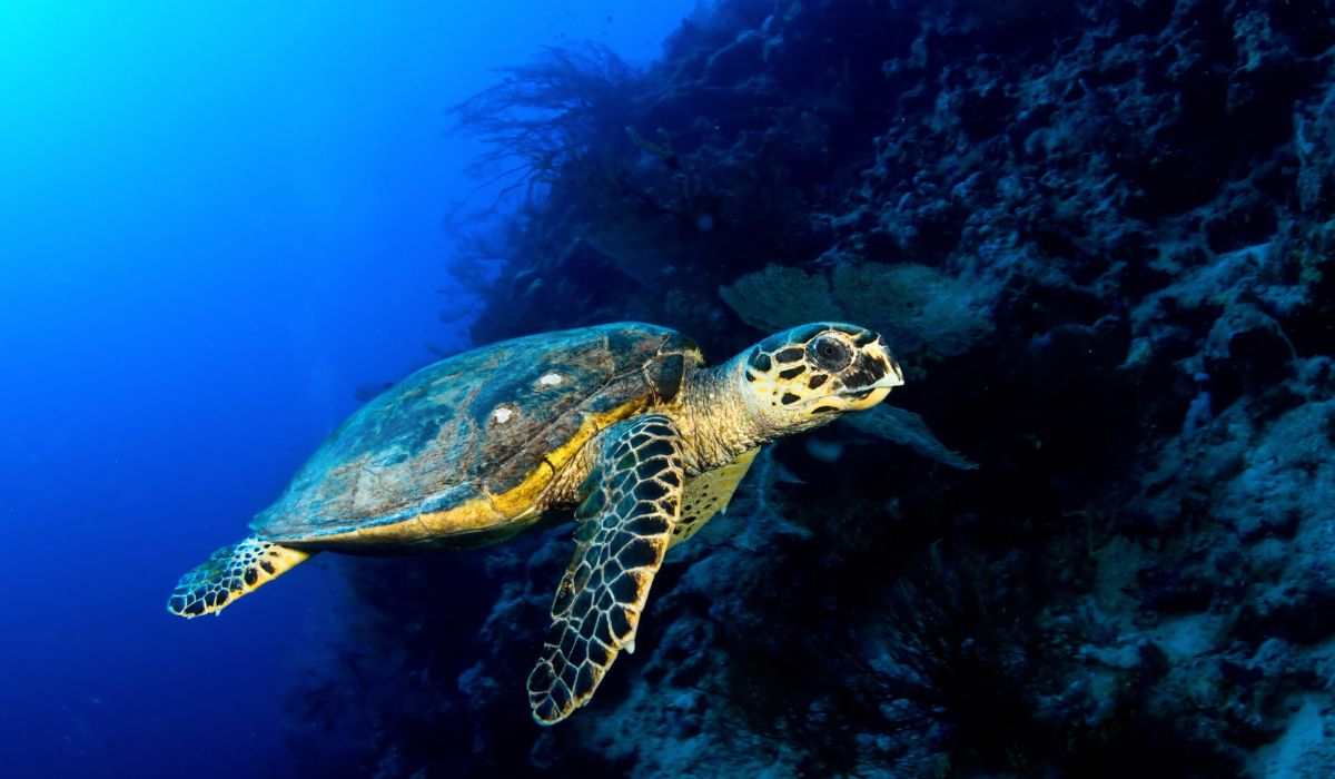rùa biển mang điềm báo gì?