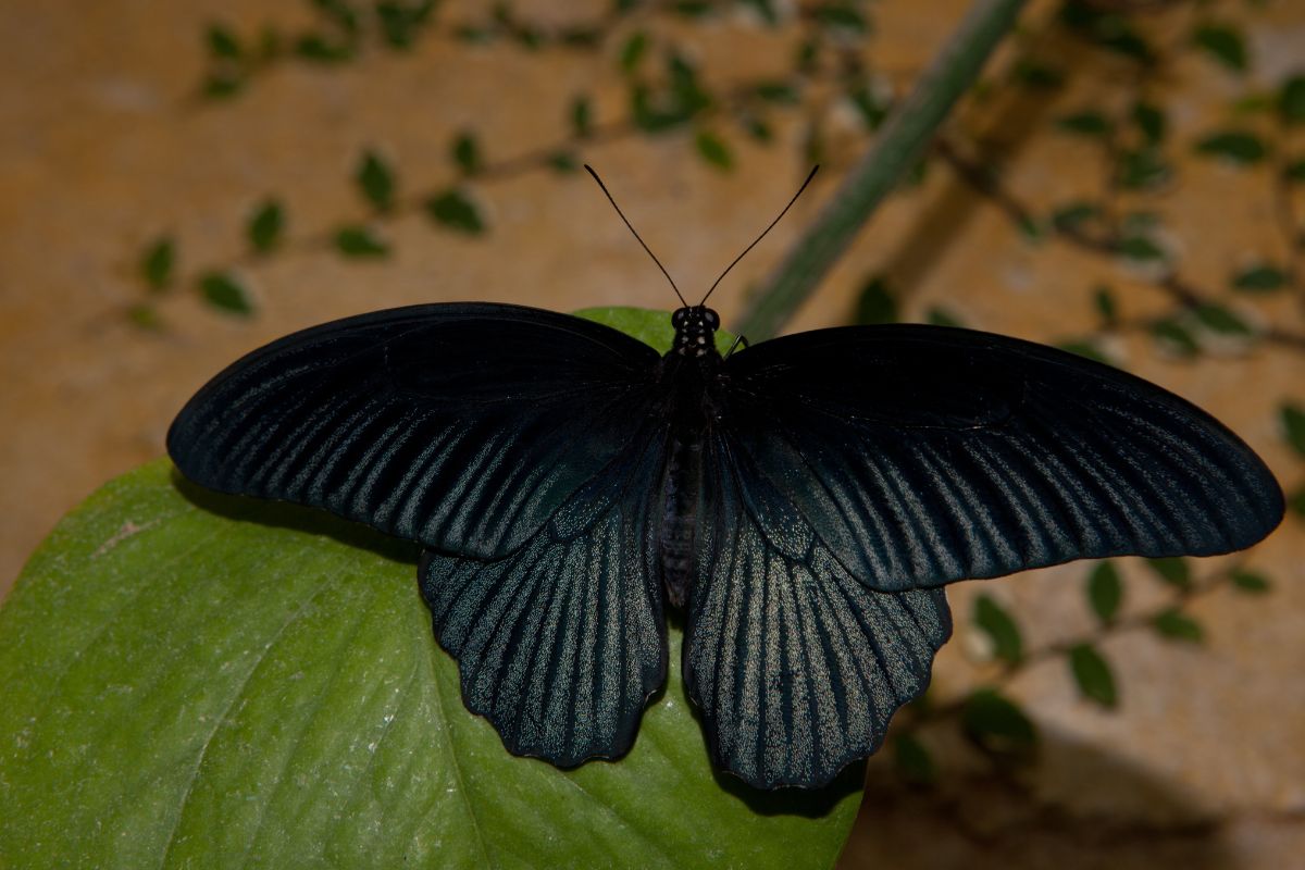 ngủ mơ thấy bướm đen bay vào nhà